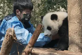 熊猫宝宝遇到不同人的反应 川小包和蓉烁看到不同的奶爸的不同反应#大熊猫 #来这吸熊猫 #国宝 #熊猫视频封面