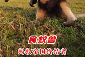 红火蚁克星！大食蚁兽，一顿能吃掉30000只蚂蚁 #食蚁兽 #大食蚁兽 #红火蚁 #神奇动物在抖音 #食蚁兽的长舌头