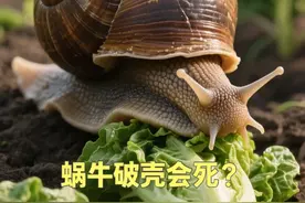 破壳仍生的“蜗坚强”：非洲大蜗牛的生存韧性和防治深思 #星乡村星农人 #乡村英才计划 #dou来广东百千万 #非洲大蜗牛视频封面