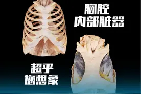 胸腔内脏器，从前向后，居然这么多 #解剖学 #医学生