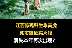 江西惊现野生华南虎，此前被证实灭绝，为何消失25年再次出现？ #科普 #涨知识 #华南虎视频封面