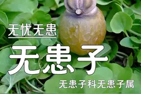 秋季在绿化带里捡无患子的快乐 #植物科普 #一日一植物 #大自然的馈赠 #科普一下 #无患子 #植物视频封面