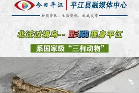 #今日平江  #动物 北迁过境鸟彩鹬现身平江#珍爱动物保护动物 