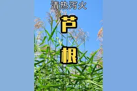 芦根 #芦根 ##医疗健康创作训练营 #植物科普 #中草药 #胡博士说中医