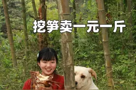 笋子只卖8毛一斤，看倔犟的大叔有多可爱 带800斤笋子进城摆摊视频封面