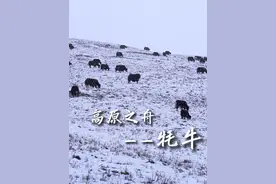 你们知道牦牛为什么生活在高原地区吗? #高原之舟牦牛 #牦牛 #高原地区 #牧区风景