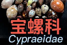 Cypraeidae宝螺科40种，你最稀罕哪一种？认识世界300种贝壳#科普 #贝壳 #收藏 #贝壳先生