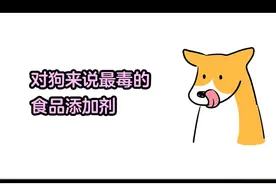 对狗最毒的食品添加剂，能不吃就不吃#食品添加剂 #狗零食