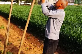 为什么桑树制作的农具要比普通铁质农具好？ #桑叉 #农具 #三农 #科普视频封面