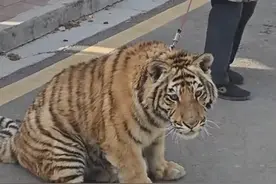大爷大妈悠闲遛东北虎逛马路：饲养员牵着从小喂大的很熟视频封面
