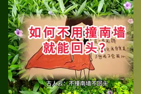 如何不用撞南墙就能回头#撞南墙 #为人处世 #智慧人生视频封面