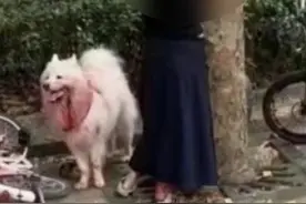 主人遛狗被自家狗严重咬伤，邻居惊呼：主人都这样咬！民警已经到达现场处置。#广东一主人遛狗被自家狗严重咬伤 #社会百态 视频封面