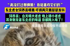 4月10日，河南濮阳，“真没打过那俩狼！我挺喜欢它们的”，东北虎女饲养员喂狼 吓得两只狼瑟瑟发抖，饲养员：白天喂大老虎 晚上搂小老虎，浑身散发着东北虎的味道 我都腌入味了！#河南dou知道 #饲养员养东北虎像撸猫一样简单 #东北虎视频封面