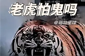 老虎怕鬼吗？ #老虎 #虎啸 #东北虎 #神奇的动物在抖音