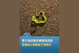 6月3日广东东莞，男子无意踩中一条小青蛇，右脚大拇指被蛇咬伤，忍痛给小青蛇拍了照拿到医院供医生辨认！#大象主播说 @大象新闻主持人陈静华视频封面