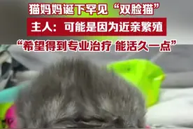 猫妈妈诞下罕见“双脸猫”，嘴巴畸形，闭眼啼哭，主人：可能是近亲繁殖的缘故，希望找到靠谱的医院治疗，让它能活久一点（视频：@七七 ）视频封面
