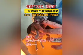 2月15日发布，#母猫产下罕见“双头猫”  ，一只幼猫长出两张面孔啼哭，主人：可能是近亲繁殖，不会放弃。视频封面