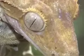 睫角守宫简介4/9 走位最骚的灭绝动物