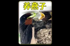 沉浸式养燕子，观察燕子筑巢孵化小鸟的过程，太神奇太有趣视频封面