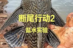 清道夫不除，本地鱼就哭之断尾行动后续，以及盐水存活实验观察 #dou来广东百千万 #清道夫 #星乡村星农人 #乡村英才计划 #外来入侵物种