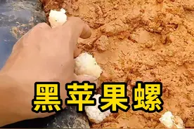 黑苹果螺，跟福寿螺很像，但是它的卵是白色的！ #黑苹果螺 #科普 #涨知识视频封面