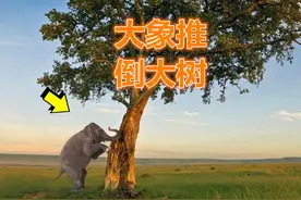 大象怕蜜蜂喜欢推到大树，每天吃300斤，鼻子末端有“手指”
