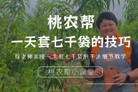 如何一天套七千袋 桃农帮徐老师教你快速套袋！单手摸袋