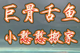 巨骨舌鱼养成记，为了更好的观察小憨憨成长，只能送走大铅笔了