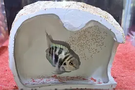 迷你鹦鹉鱼下卵了，没想到这么多！全产在这个磁吸躲避罐里了 #迷你鹦鹉鱼 #鱼卵孵化 #养鱼 #水族视频封面