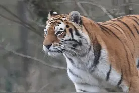 交配时间不到一分钟，百兽之王的难言之隐，老虎交配为何如此迅速 #老虎#百兽之王 #繁殖