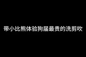 带你们看狗狗美容 美发 汗蒸的全过程～#比熊 #小体比熊