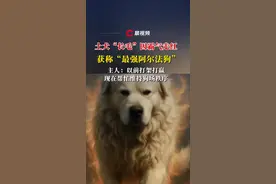 土犬“长毛”因霸气走红获称“最强阿尔法狗”，主人：以前打架打赢，现在帮忙维持狗场秩序#媒体精选计划 #河北  #土犬 #霸气 #阿尔法视频封面