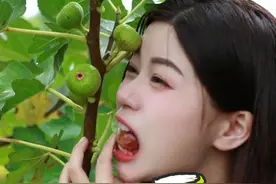 【无花果】荤素搭配，就是好吃 #无花果 #无花果汁的作用你们知道吗 #无花果汁妙用 #小亿尝百草 #识百草