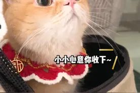 呜呜呜怎么办！我家猫竟然被夹出🩸了！！！ #萌宠出道计划 #猫咪的迷惑行为 #铲屎官的乐趣 #记录猫咪日常 @抖音短视频视频封面