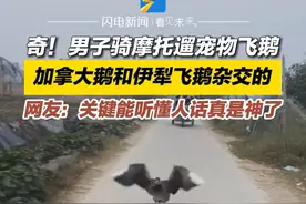 10月16日（采访）安徽宿州。奇！男子骑摩托遛宠物飞鹅。加拿大鹅和伊犁飞鹅杂交的。网友：关键能听懂人话真是神了！#鹅 #宠物 #奇闻奇事视频封面