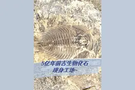 【5亿年前古生物化石，现身中国铁建施工区域】 近日，中铁十一局云南陆寻公路项目在施工区域发现大量古生物化石。专家初步推断这套地层的地质年代距今约5亿年。下一步，项目将按照相关部门和专家的要求，积极配合做好古生物化石保护工作，为现场考古工作提供便利。#陆寻高速公路  #古生物化石