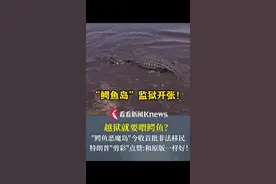 越狱就要喂鳄鱼？"鳄鱼恶魔岛"收押首批非法移民 特朗普亲自“剪彩”#美国 #鳄鱼恶魔岛#特朗普#非法移民