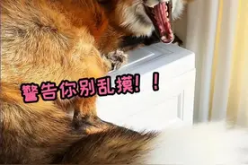 狐狸漂亮的大尾巴只是摆设吗？墨离：我可没空狐闹 #萌宠成精了 #神奇动物在抖音 #狐狸 #动物冷知识