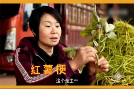 红薯梗都这么值钱？！网友：现在回家种红薯还来得及吗？#科普 #三农小知识 @抖音青少年 视频封面