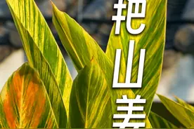 #艳山姜 #花叶艳山姜 #豆蔻花 #豆蔻年华