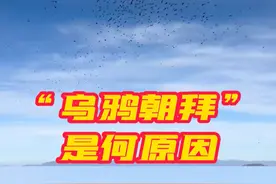 #五台山乌鸦成群聚集盘旋是何原因  #五台山乌鸦朝拜奇景引围观  10月27日（发布时间），山西忻州。有游客拍到五台山景区上空成千上万只乌鸦聚集盘旋，令人啧啧称奇。这到底是何原因？有专业人士分析，五台山景区的生态较好，本就是乌鸦的栖息地，日常就有大量的乌鸦聚集。乌鸦聚集盘旋可能是因为近期气候转冷，成群飞起寻找食物；也有可能是因为乌鸦到了迁徙季，正在结群寻找迁徙路线。