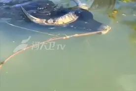 #西游记里的避水金晴兽  你猜它为啥叫“水牛”？像极了《西游记》里的避水金晴兽