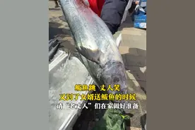 鲅鱼跳，丈人笑！4月13日，山东青岛，第二十一届沙子口鲅鱼节开幕，女婿买10斤的大鲅鱼送给老丈人。“这是我们的传统，传承孝道。”#鲅鱼 #鲅鱼节视频封面