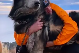 蓝湾牧羊犬冷知识 #萌宠出道计划 #蓝湾牧羊犬 #狗狗视频封面