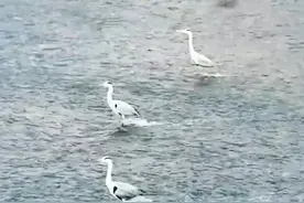 苍鹭河道中集体“站军姿”，原是为了等鱼来！ 