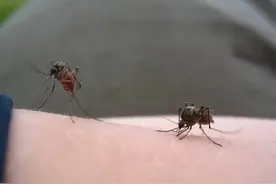 莫催，我在焗两口儿！ #四川方言 #搞笑配音