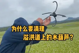 为什么要清理溢洪道上的水葫芦？ #科普 #解压 #水葫芦 #涨知识 #内容启发搜索