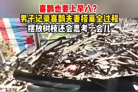 喜鹊也要上早八？男子记录喜鹊夫妻搭巢全过程：摆放树枝还会思考一会儿。