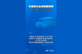 1月28日，海南三亚一游客被酒店的苏眉鱼“斜眼瞪”。苏眉鱼又称波纹唇鱼，长相独特，是现存最大的珊瑚鱼，野生波纹唇鱼是国家二级保护动物。#科普  #神奇动物在抖音  #记录真实生活视频封面