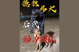 老杨这里来了一条德牧和马犬杂交的狗，咱们一起来看看#训犬 #训犬师 #训犬学校